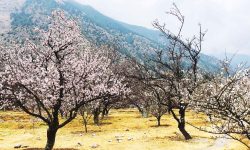 मुस्ताङको शीतोष्ण फलफूल बगैँचामा यसवर्ष ढिलो फूल फुल्दा…