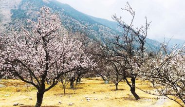 मुस्ताङको शीतोष्ण फलफूल बगैँचामा यसवर्ष ढिलो फूल फुल्दा…