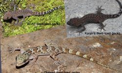 नेपालमा भेटिए छेपारोका तीन नयाँ प्रजाति