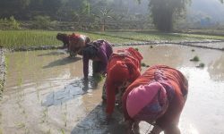 पाल्पाका किसानलाई चैते धान रोप्न चटारो