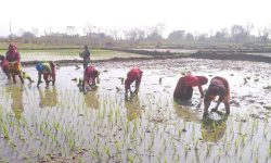 मधेसमा ७२ प्रतिशत धान रोपाइँ