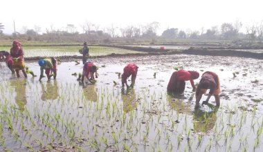 चैते धान रोप्दै लोपोन्मुख वनकरिया