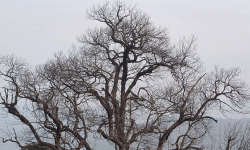 कटहरका रुख सुकेपछि किसान चिन्तित