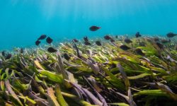 शून्य भेदभाव दिवस आज, समुद्री घाँस दिवस पनि आजै