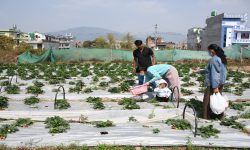 अध्ययन कृषि प्रविधि, इलम स्ट्रबेरीखेती