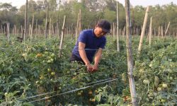 सागसब्जी बेचेर मासिक एक लाख आर्जन