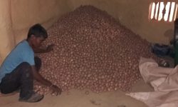 थारुआलु खेतीबाट आम्दानी लिँदै किसान