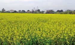 बारामा एघार हजार मेट्रिकटन तेलहन उत्पादन