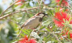 भँगेराको सङख्या बर्सेनि घट्दो