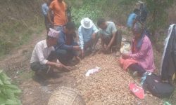 अखिल नेपाल ट्रेड युनियन महासङ्घले सुरू गर्‍याे पचास रोपनीमा अदुवाखेती