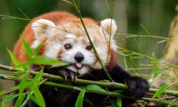 भोजपुरमा पनि ‘रेडपाण्डा’ संरक्षण अभियान