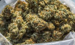 पन्ध्र दिनमा १३ क्विन्टल गाँजा बरामद