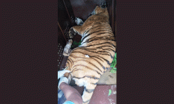 पाटेबाघलाई निकुञ्जमा छाडियो