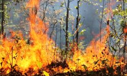 गोरखामा डढेलो नियन्त्रण प्रयासः पातपतिङ्गर सङ्कलन गर्नेलाई नगद पुरस्कार