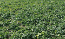 आलुखेतीबाट तीन महिनामा आठ लाख आम्दानी