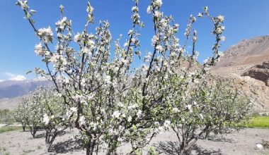 जुम्लामा असिनापानीले स्याउका बिरुवामा क्षति