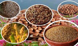 परम्परागत बाली–बीउ लोप हुँदै