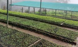 दुई लाख बिरुवा उत्पादन गर्दै डिभिजन वन कार्यालय