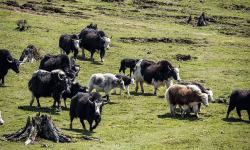 मुस्ताङ घट्टेखोलामा चौँरी मेला