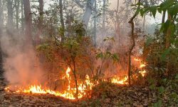 डढेलोले एक सय हेक्टर वन नष्ट