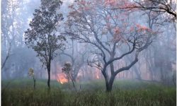 डढेलो लाग्न नदिन उच्च सतर्कता