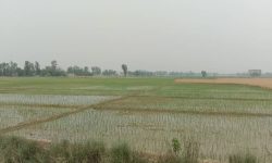 सर्लाहीमा बढ्न सकेन चैते धानखेती