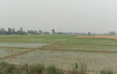 झापामा चैते धान रोपाइँ सुरु