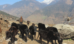 गाउँका बूढापाकाले मात्र धानेका घुम्ती गोठको परम्परा