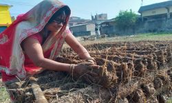बर्खायामको इन्धन ‘गुइँठा’को जोहो हिउँदमै