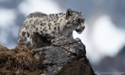 विश्वका कूल हिउँचितुवामध्ये १० प्रतिशत नेपालमा, बासस्थान अतिक्रमणको चुनौती