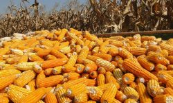 कर्णालीमा दुई लाख ५८ हजार मेट्रिक टन मकै उत्पादन