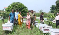 532 beehives distributed to farmers in Sarlahi