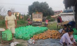 कावासोती-१७ का वडा सदस्य मीनबहादुर महतोको लोभलाग्दो मेवाखेती