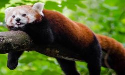 रेडपाण्डा तथा थार महोत्सवको तयारी पूरा