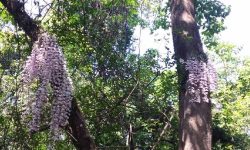 लहानमा सलहेश फूलबारी मेलाको रौनक