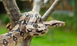 भागेको बोआ कन्स्ट्रिक्टरप्रति सिड्नी सतर्क