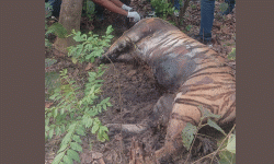 जनशक्ति सामुदायिक वनमा पाटेबाघ मृत फेला