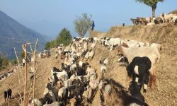 लेकतर्फ लाग्दै भेडाका बथान