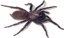 अस्ट्रेलियामा नयाँ प्रजातिका ‘विशबोन’ माकुरा फेला