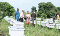 किसानलाई ५३२ घार मौरी वितरण