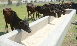 छाडा गाई हेरचाह गर्न गौ संरक्षण केन्द्र