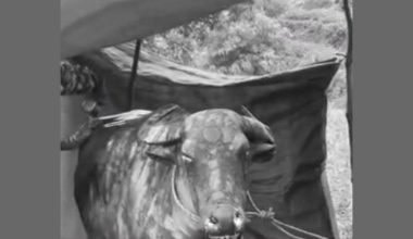 पशु कल्याणबारे सोच्न बाध्य पार्ने ‘काली भैँसी’ !