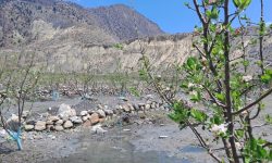 मुस्ताङमा सार्वजनिक जग्गामा स्याउखेती