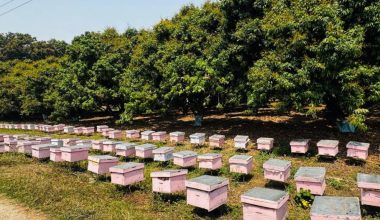 बागवानीको लिची २८ लाख रुपैयाँमा ठेक्का