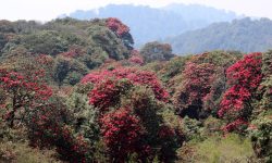 राष्ट्रिय कुराँस प्रतियोगिता जेठ १६ मा