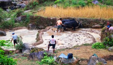 हलगोरु पाल्ने किसानलाई पोषणभत्ता