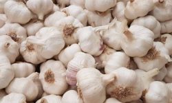 लसुन रोपेर आम्दानी गर्दै पिपलाडीका किसान