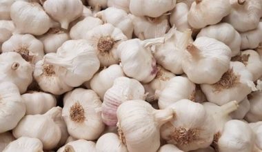 लसुन रोपेर आम्दानी गर्दै पिपलाडीका किसान