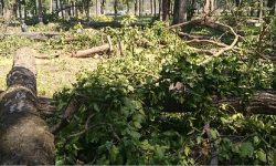 मूलपानी-भुरीगाउँ सडक क्षेत्रका रुख कटानको प्रक्रिया अघि बढ्यो