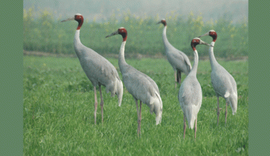 बर्सेनि घट्दै सारसको संख्या, के हाे कारण ?